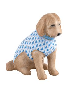 LABRADOODLE BLUE